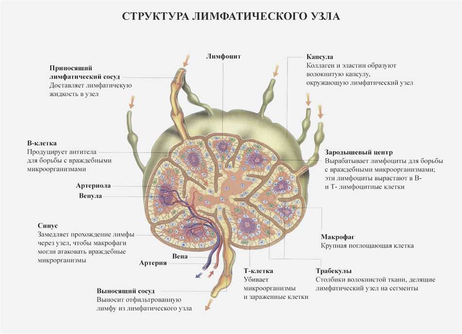 Функции лимфатических узлов. Забрюшинные лимфатические узлы.