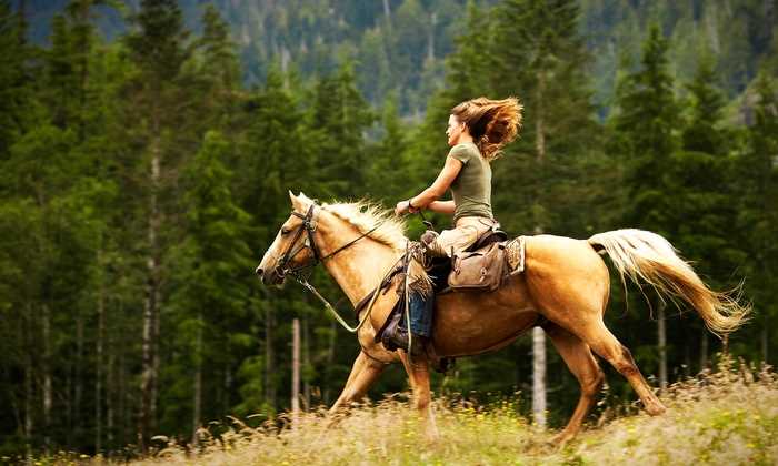 Что такое конный спорт и для чего он