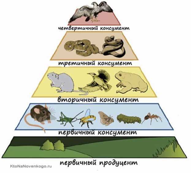 Влияние консументов на биологическое разнообразие
