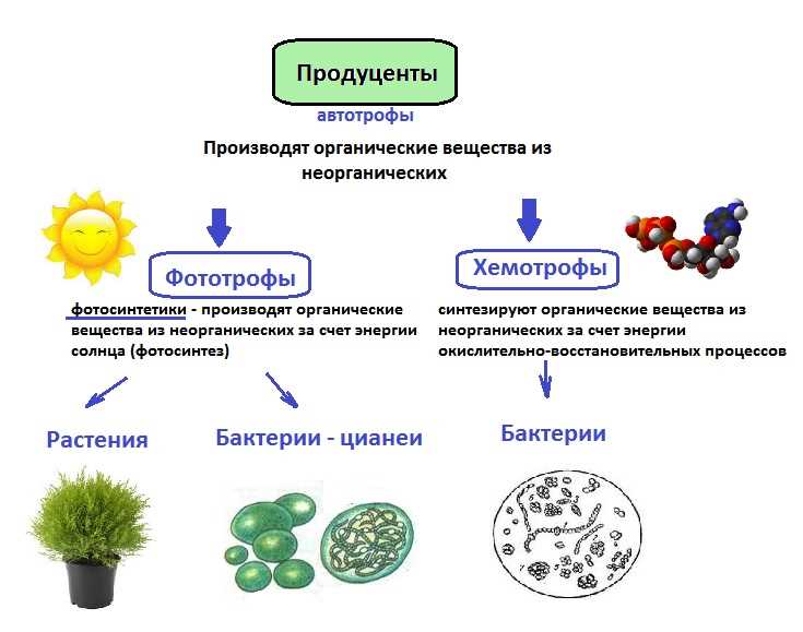 Значение изучения консументов для экологии и охраны окружающей среды