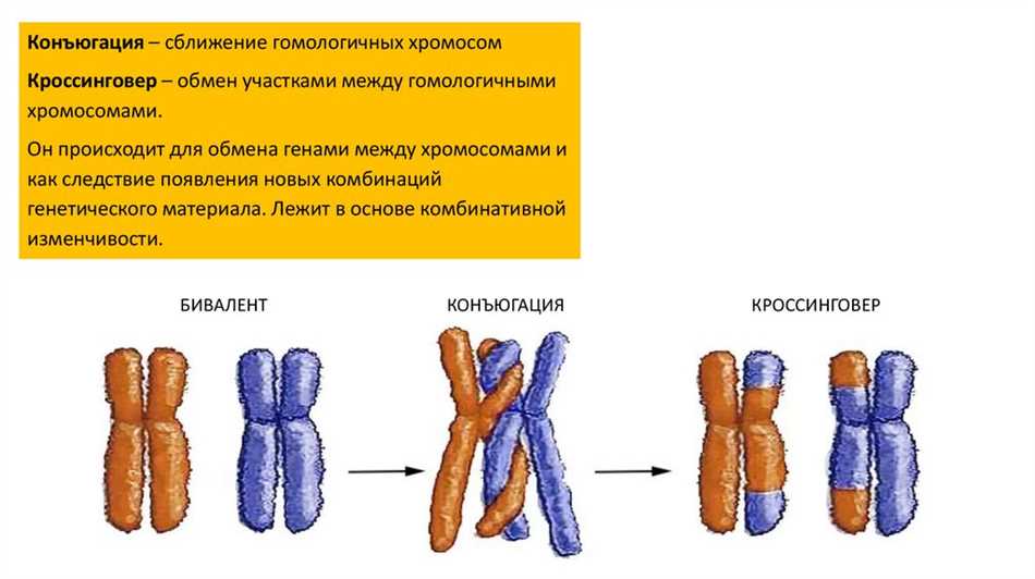 Процесс конъюгации хромосом