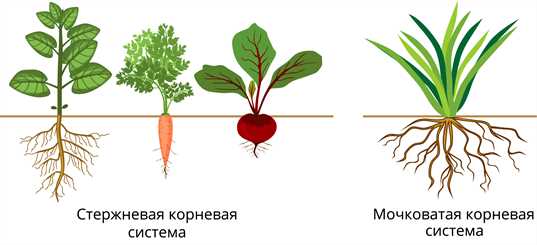 Структура корневой системы