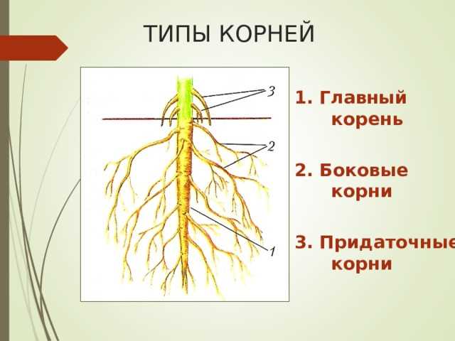 Что такое корневая система в биологии для 6 класса