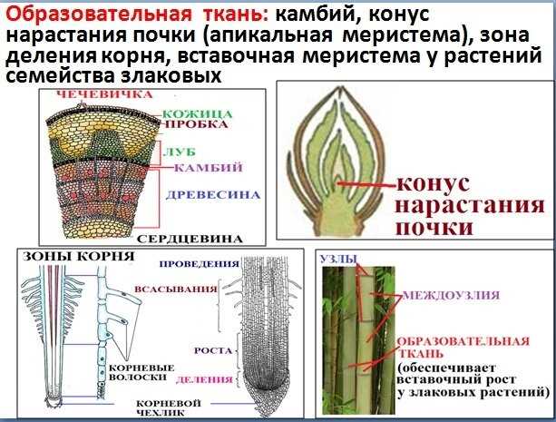 Процесс развития корневой ткани