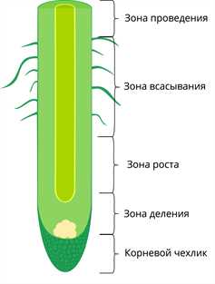 Структура корневой ткани