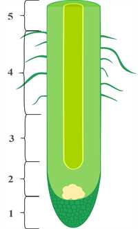 Что такое корневая ткань
