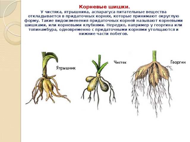 Что такое корневые клубни. Корнеплоды корневые клубни клубеньки. Корневые клубеньки видоизменение. Чистяк корнеклубни. Корневые шишки георгина видоизменение.