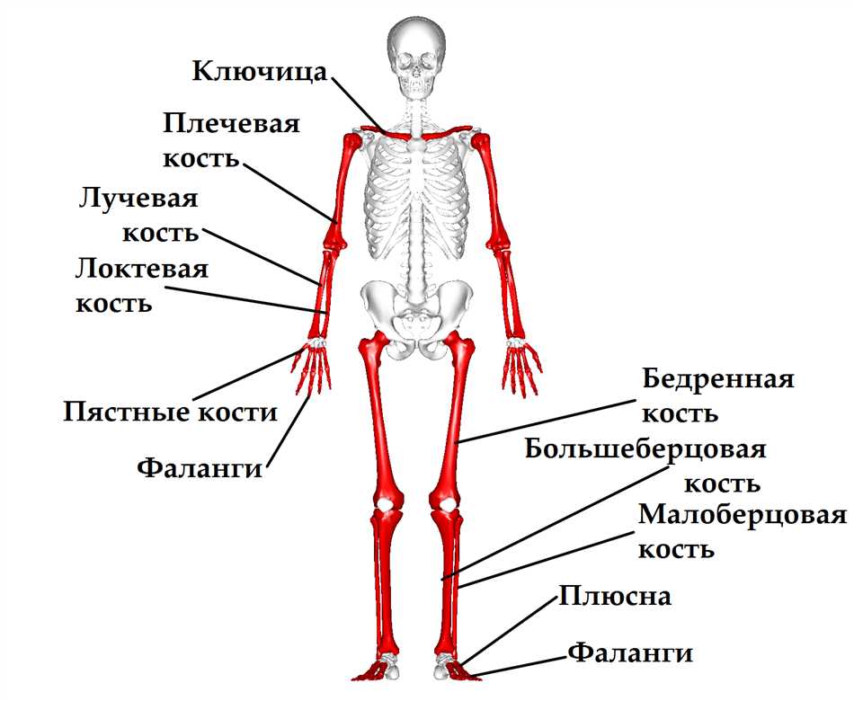 Проявления коротких костей у детей