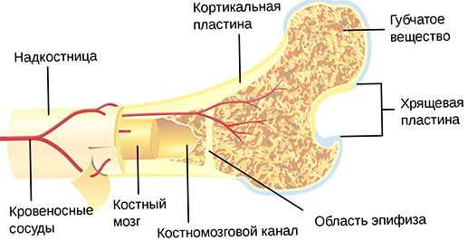 Особенности кортикального слоя