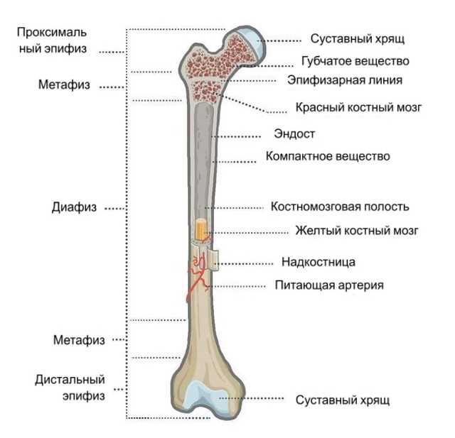 Внутренний слой (губчатый слой)