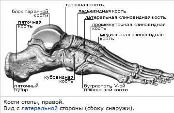 Развитие костей предплюсны