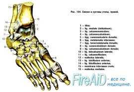 Функции кости предплюсны в организме
