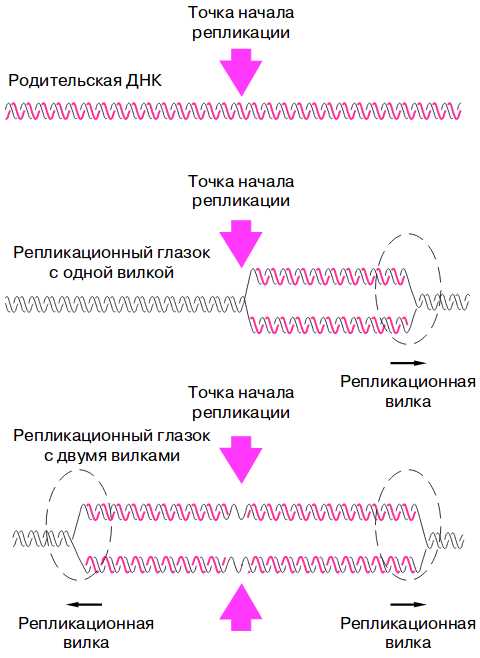 Основы репарации в биологии