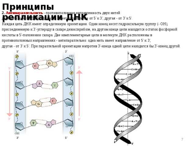 Принципы репарации