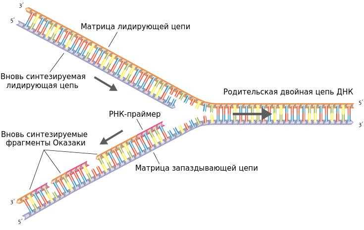 Зачем происходит репликация ДНК?