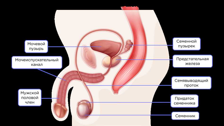 Методы исследования репродуктивной функции у мужчин