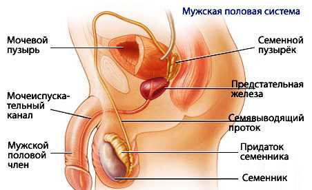 Женские репродуктивные органы