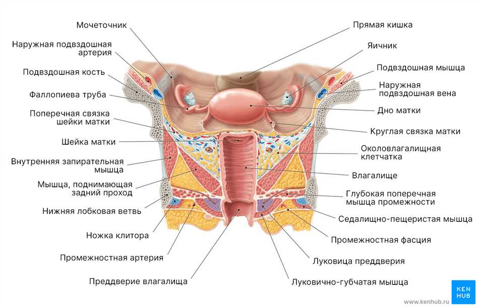 Влагалище и влагалищные губы