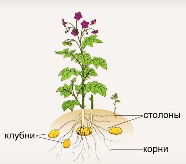 Преимущества и недостатки репродукции картофеля