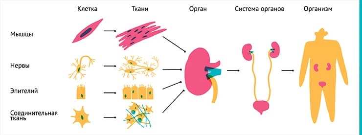 Ритмичность в организмах