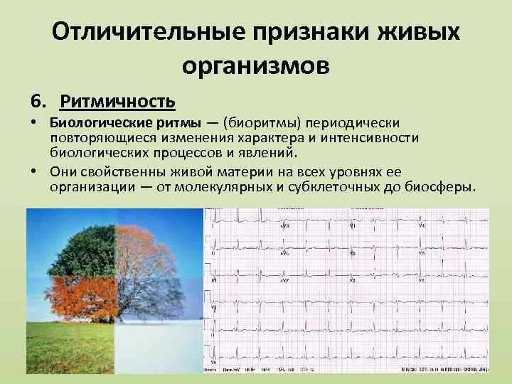 Ритмичность в физиологии