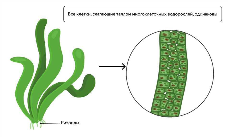 Ризоиды характерны для ламинарии