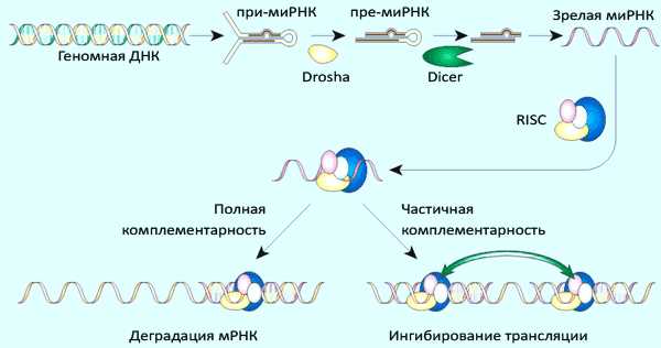 Определение РНК интерференции