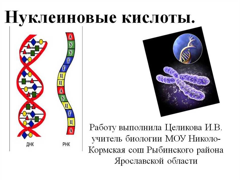 Структура и функция РНК