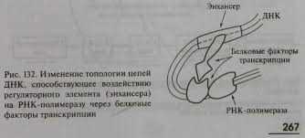 РНК полимераза: процесс синтеза РНК