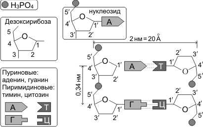 Функции РНК