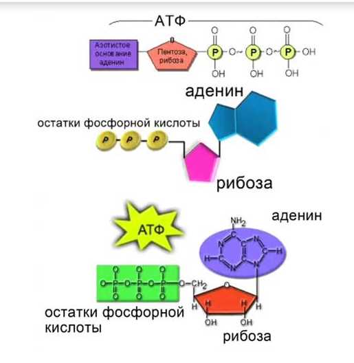 Мессенджерная РНК (мРНК)