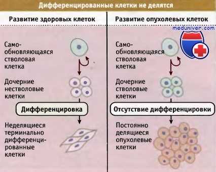 Определение и значение роста клеток