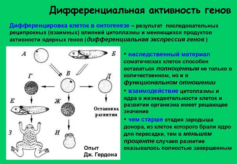 Значение дифференциации клеток