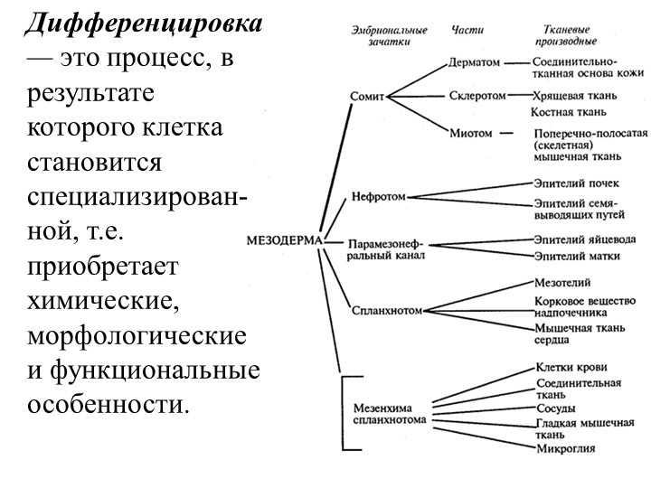 Что такое рост и дифференцировка клеток