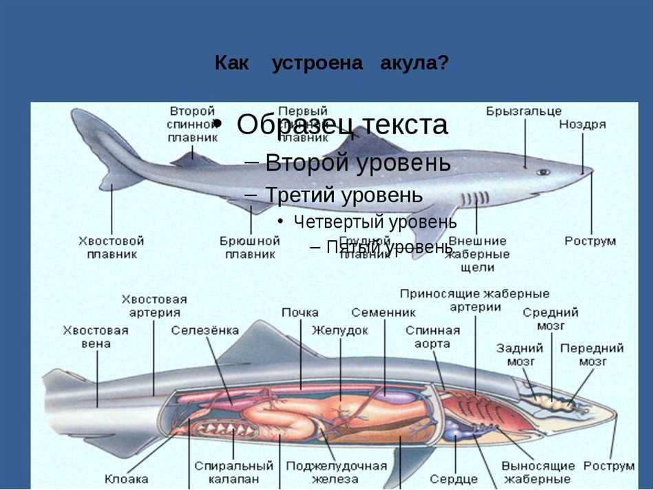 Обнаружение добычи с помощью рострума