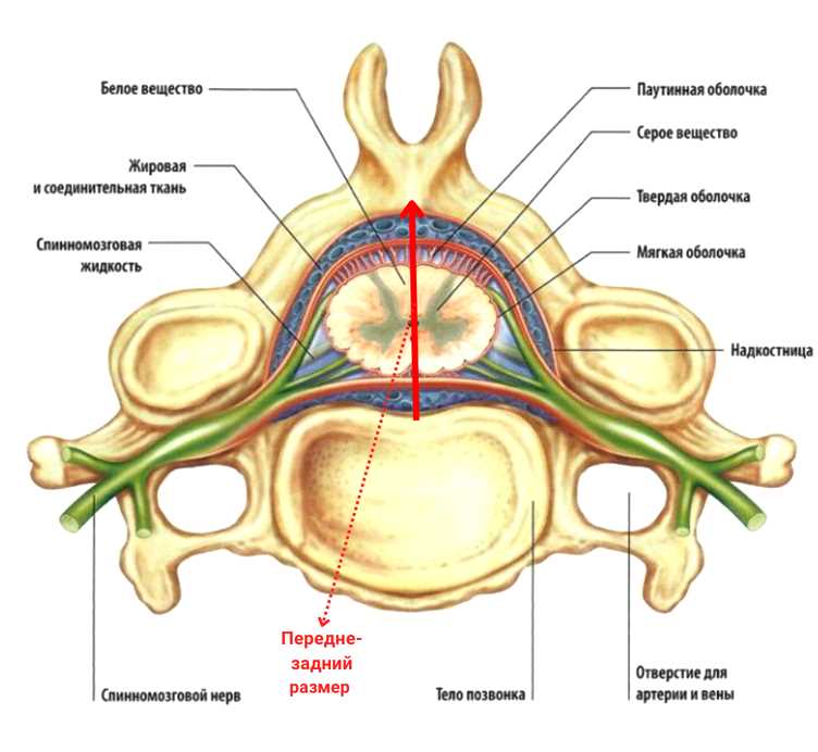 Как измеряется сагиттальный размер позвоночного канала?