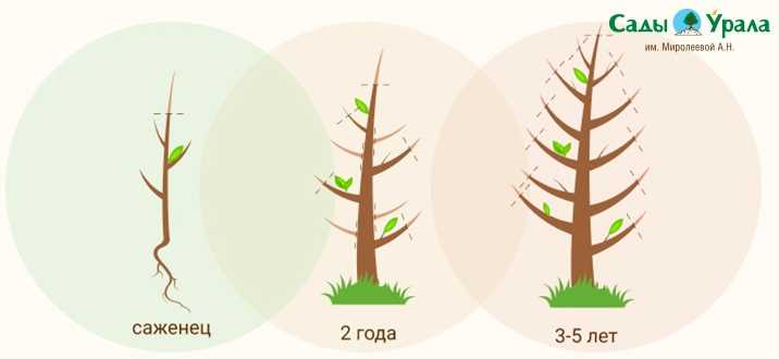 Зачем нужна санитарная обрезка?