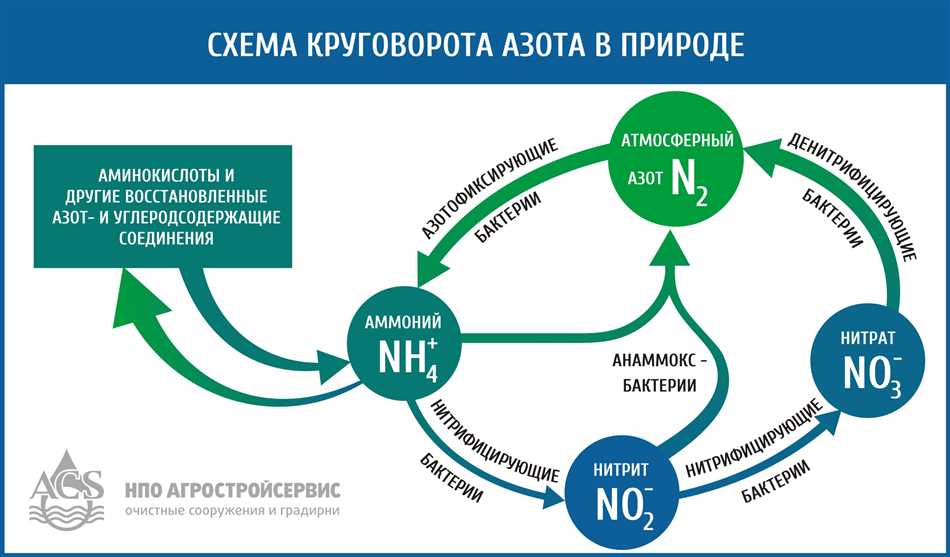 Экологическое значение сапрофитов