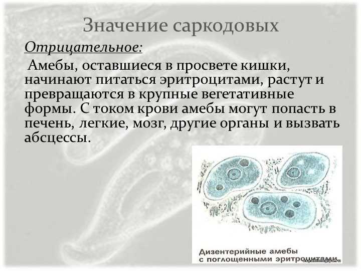 Что такое саркодовые в биологии