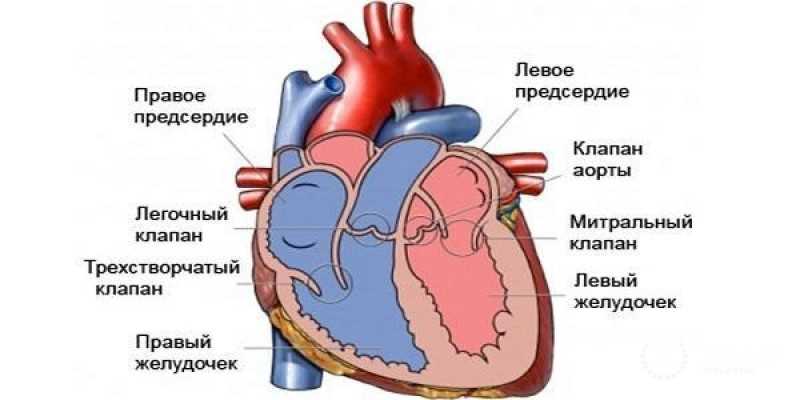 Важность ранней диагностики и профилактики саркомы сердца