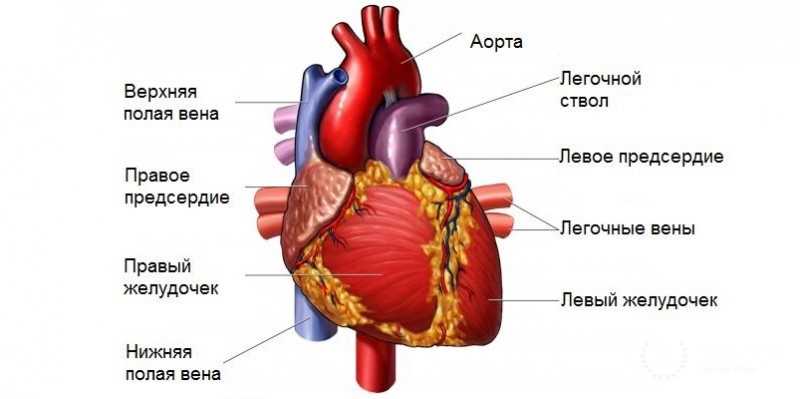 Симптомы и признаки саркомы сердца