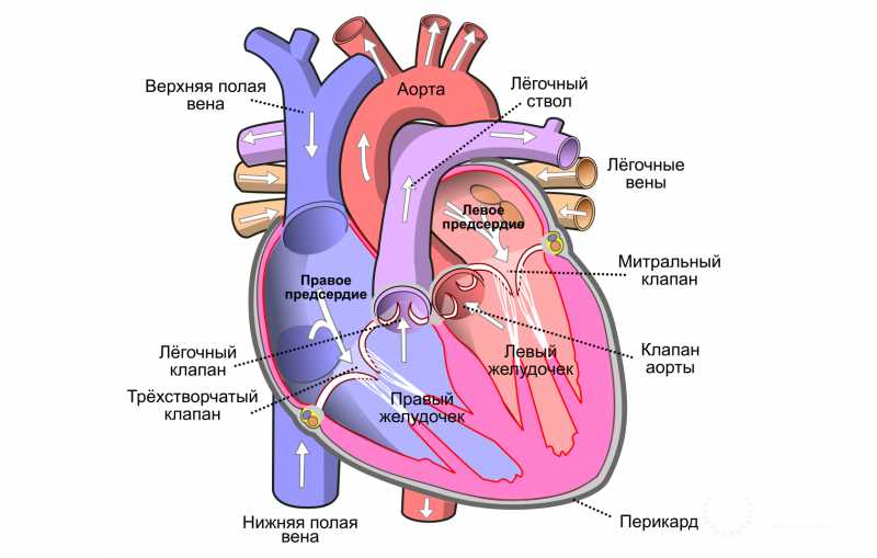 Риски и причины развития саркомы сердца