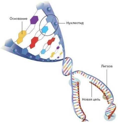 Что такое секвенирование ДНК?