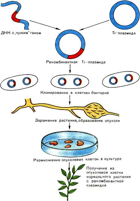 Важность селекции микроорганизмов