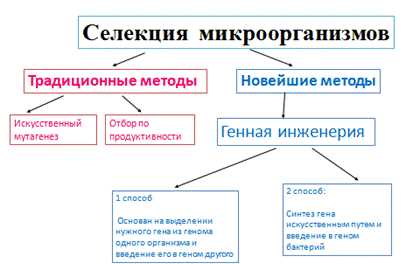 Рисунок демонстрирует методы селекции для получения новых сортов назовите методы селекции а и в