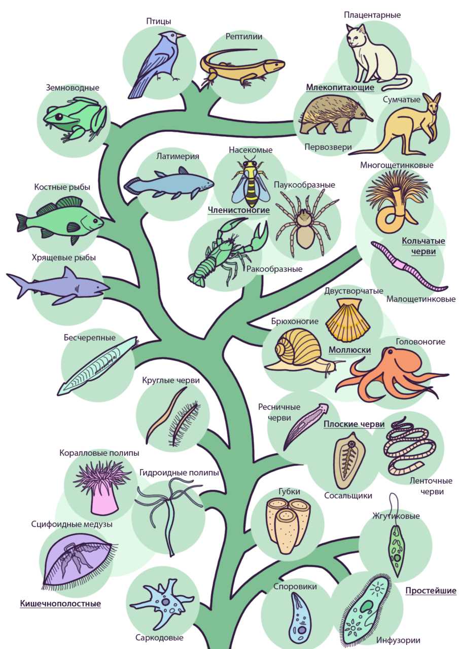Примеры семейств животных
