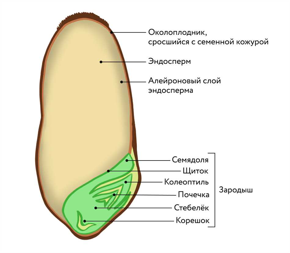 Что обозначено на рисунке стрелкой семядоля кожура почечка корешок