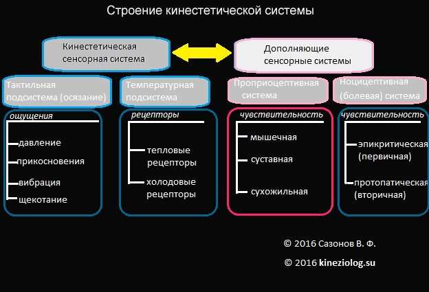 Что такое сенсорная система