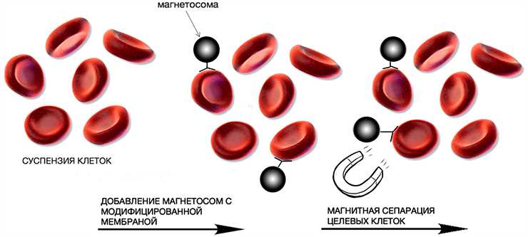 Что такое сепарация в медицине