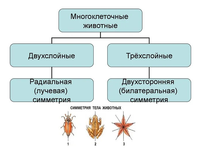 Эволюционные причины развития лучевой радиальной симметрии